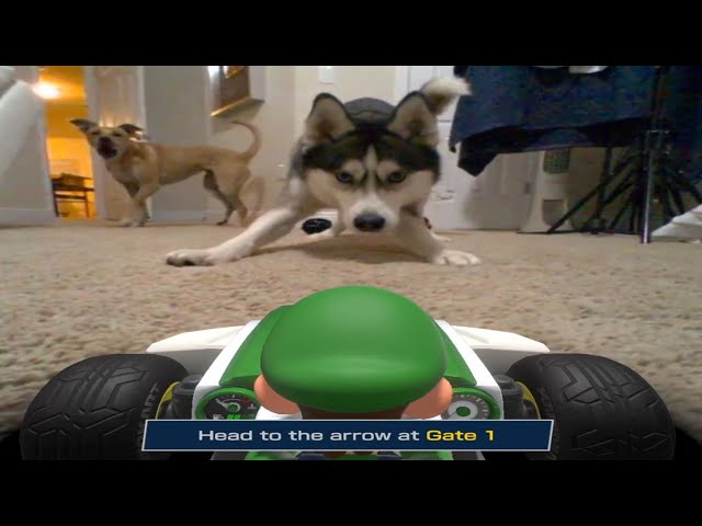 My Dogs Hate Luigi