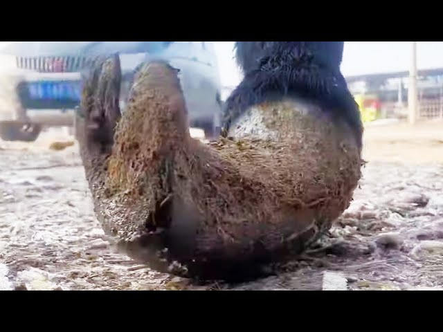Poor mother donkey’s amazing hoofs, there are blood blisters on the hoofs!【DONKEY HOOF SAVIOR】