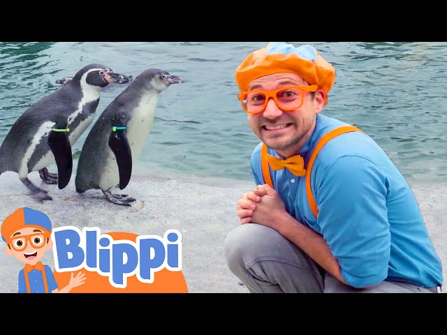 Blippi Learns About Penguins at the Zoo |  Blippi | Challenges and Games for Kids