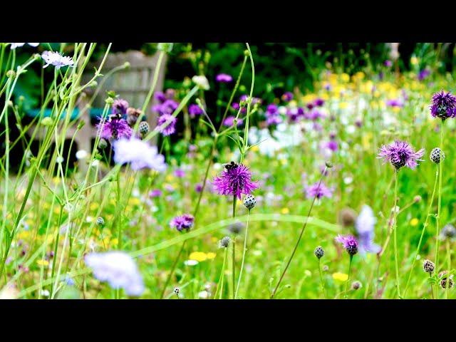 Wild Your Garden LIVE - Episode 3