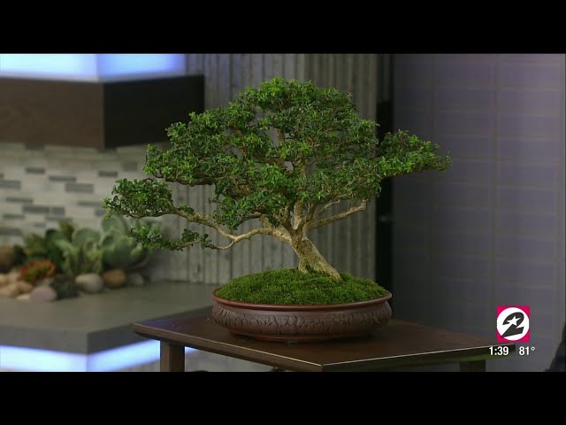 How to properly care for your Bonsai tree | HOUSTON LIFE | KPRC 2