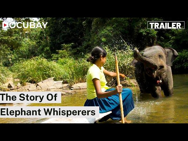 First Female Elephant Whisperer in Sri Lanka - Chandani | Documentary Of An Aspiring Mahout