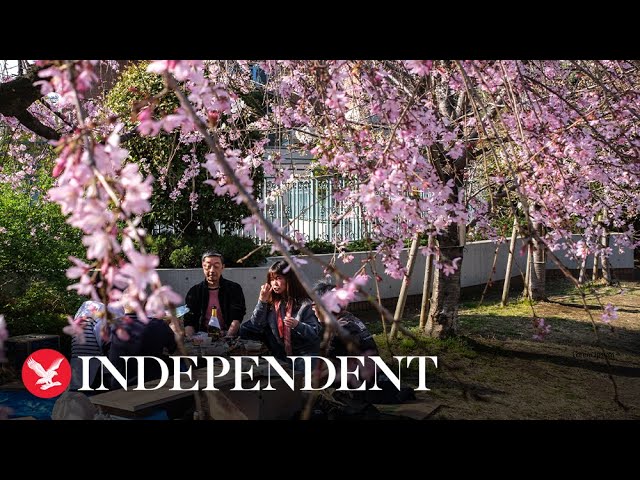 Watch again: Cherry blossoms bloom in Tokyo for spring