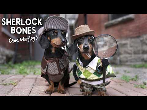 Ep 11: Sherlock Bones & Watley - Adorable Wiener Dog Detectives!