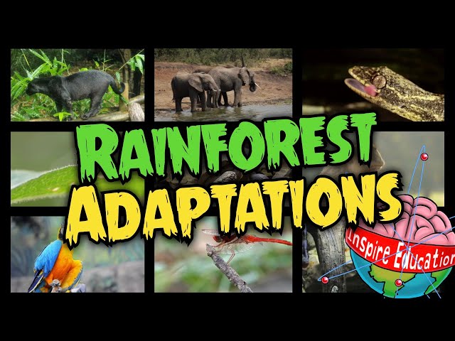 Rainforest Adaptations
