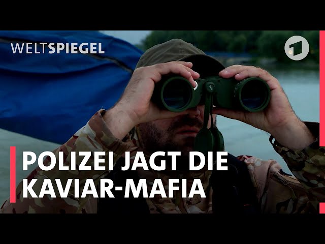 Die Kaviar-Mafia im Donaudelta | Weltspiegel