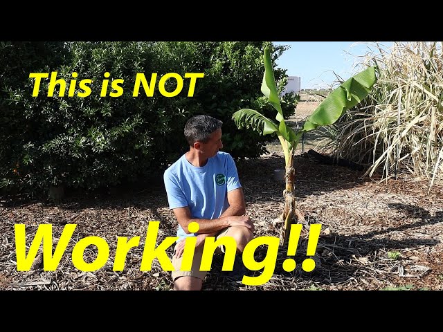 Is it Possible? | Growing Bananas in the Desert