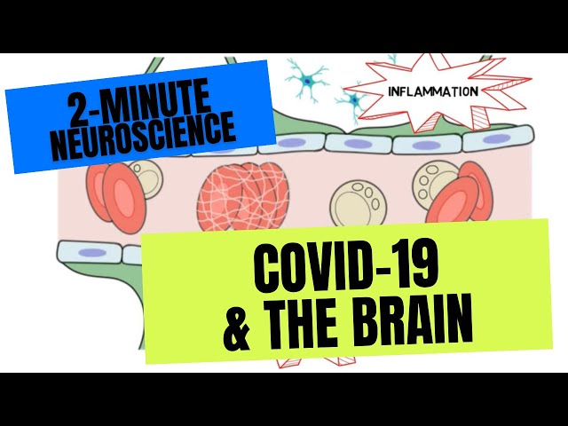 2-Minute Neuroscience: COVID-19 & the Brain