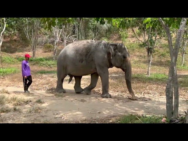Phuket, Thailand Elephant Sanctuary and Ubud in Bali, Indonesia