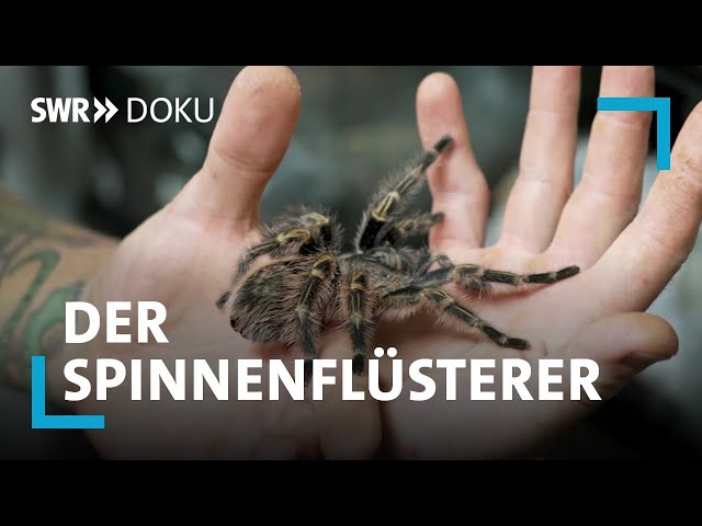 Vom Dealer zum Reptilienversteher - Der Spinnenflüsterer | SWR Doku