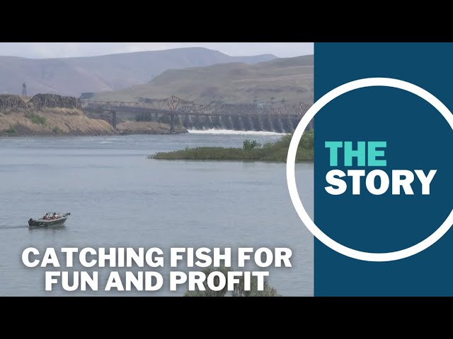 Anglers can net thousands of dollars reeling in 'nuisance' fish on the Columbia River