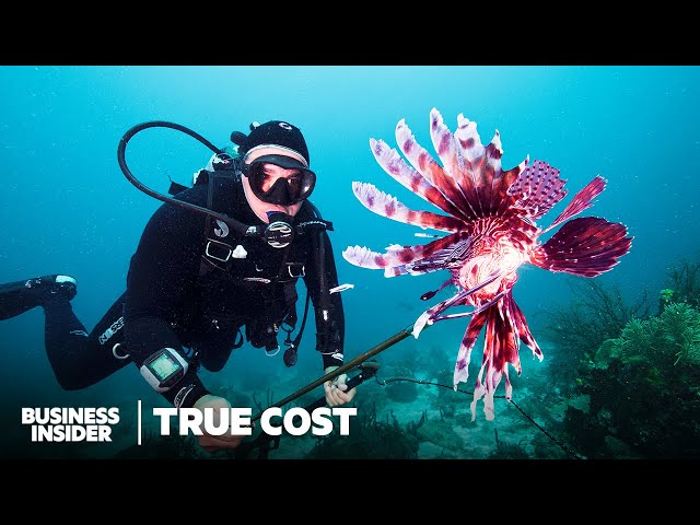 How Lionfish Invaded The Caribbean. Can We Spear And Eat Enough Of Them? | True Cost