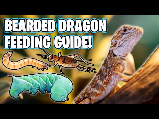 Bearded Dragon Diet - What Can Bearded Dragons Eat?