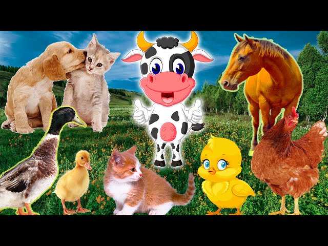 Baby farm animal moments: duck, chicken, cat, cow, dog, horse