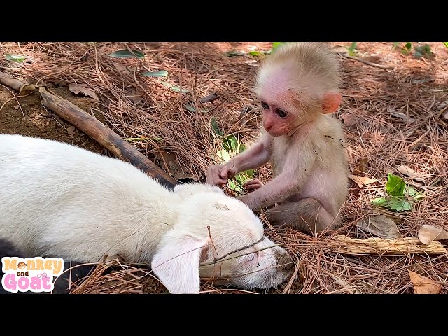 Baby monkey is very happy to play with puppies
