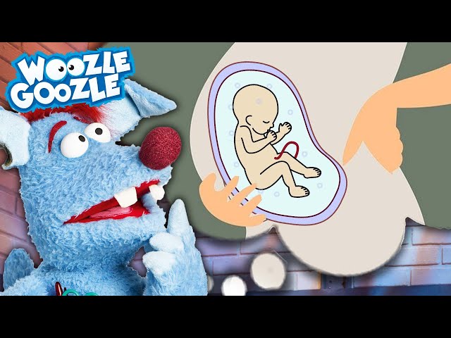 Was macht ein Baby im Bauch? l WOOZLE GOOZLE