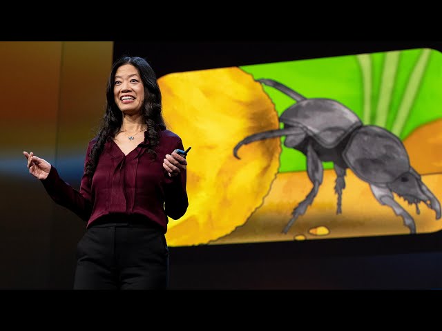Are Insect Brains the Secret to Great AI? | Frances S. Chance | TED