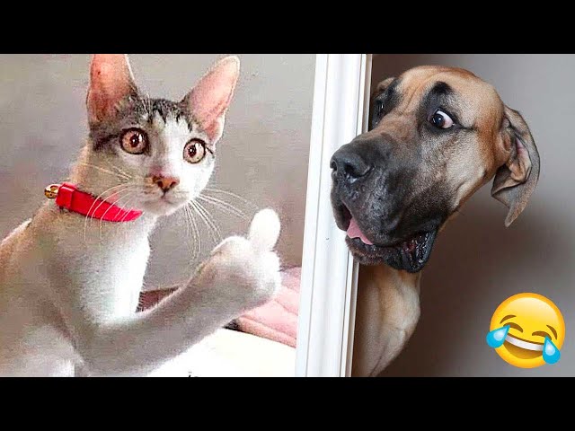 New Funny Animals 2024 🤣 Funniest Cats and Dogs 😻🐶 Part 5