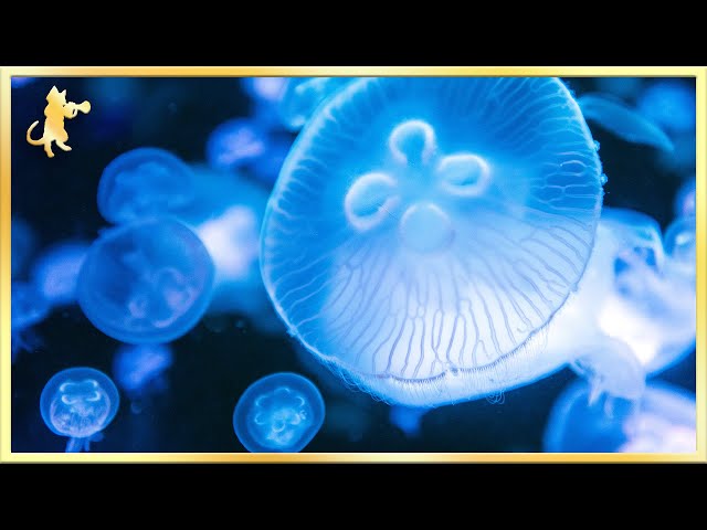 Breathtaking Jellyfish Aquarium ~ Relaxing Music for Sleep, Meditation & Yoga • 3 HOURS