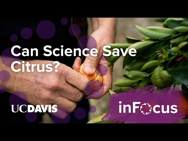Can Science Save California Citrus From Greening Disease?