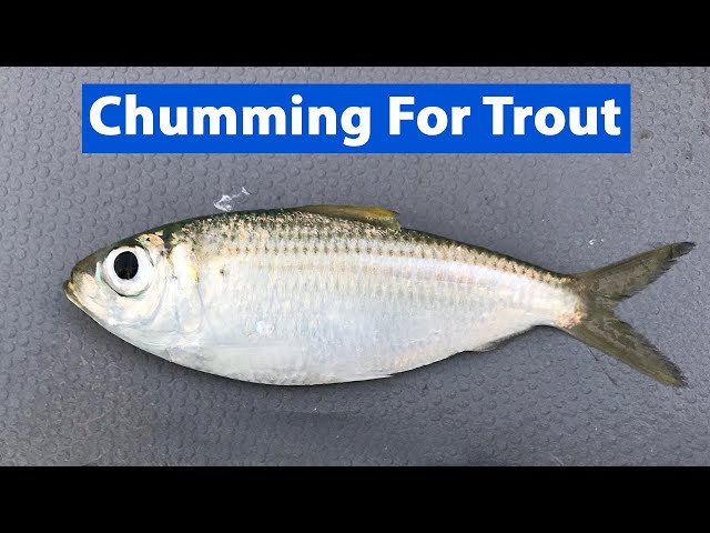 Live Bait Chumming Trick For Speckled Trout!