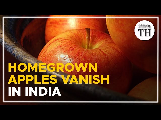 Why homegrown apples could die out in India