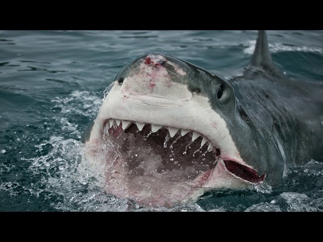 25 Facts About Sharks: Terrors Of The Ocean