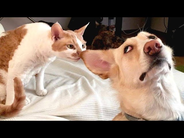 Funny animals - Cats and Dogs / Funny animal videos #5