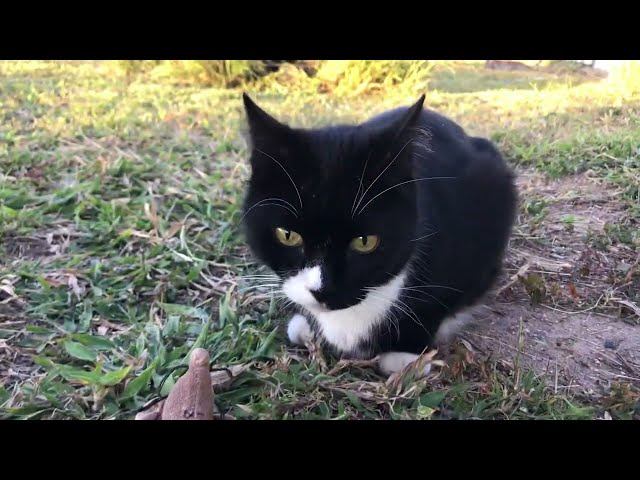 Mikro brings his mouse out to play in the yard