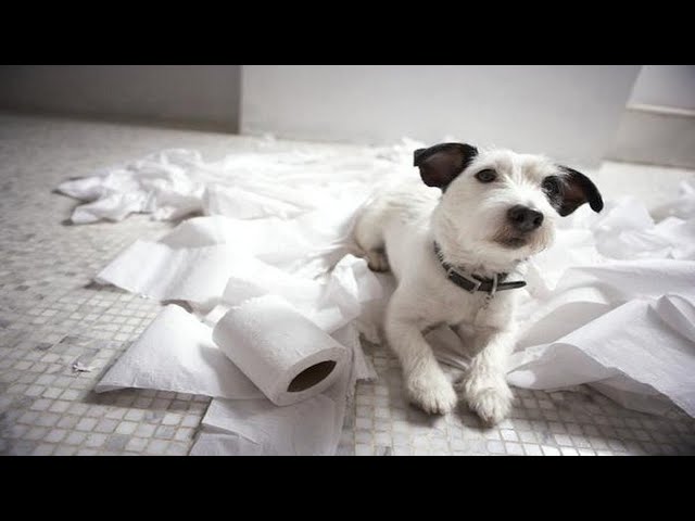 Funny Dogs Messing Around With Toilet Paper