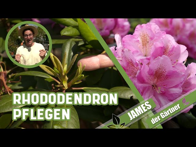 So entfernt man das Verblühte beim Rhododendron! | James der Gärtner