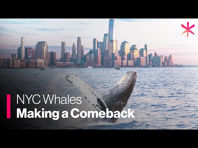 NYC’s Whale Population is Making a Comeback