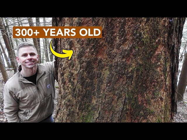 Old Growth Hemlock — A Marvelous Sight