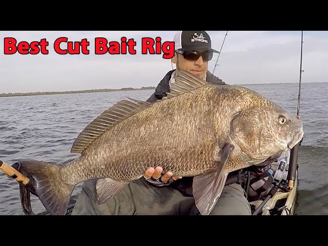How To Rig Cut Bait (When Targeting Redfish & Black Drum in Deeper Areas)
