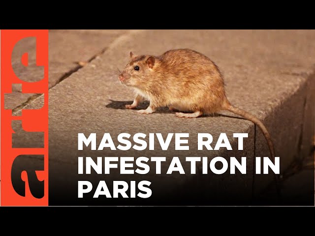 A Plague of Rats in Paris (Reupload) | ARTE.tv Documentary