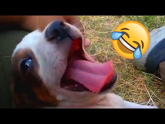 Funny Pet and Animal Videos of the 2024