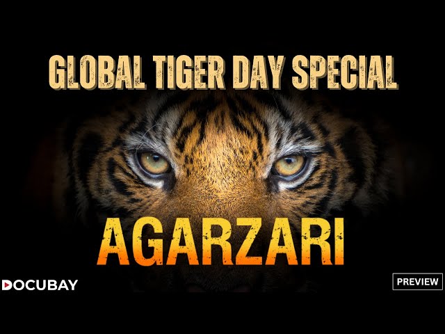 Meet People Who Dare To Live With Tigers! | Stream 'Agarzari' on DocuBay