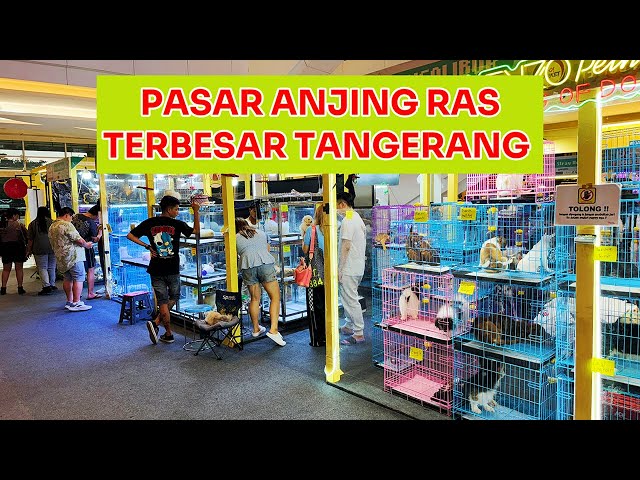 Grebek Pasar Anjing Ras Terbesar Di Tangerang - PAWTASTIC Living World Alam Sutera