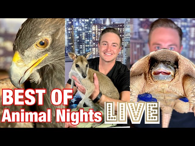 Golden Eagle, Snapping Turtles, Talking Parrots, & MORE: BEST OF Animal Nights LIVE!