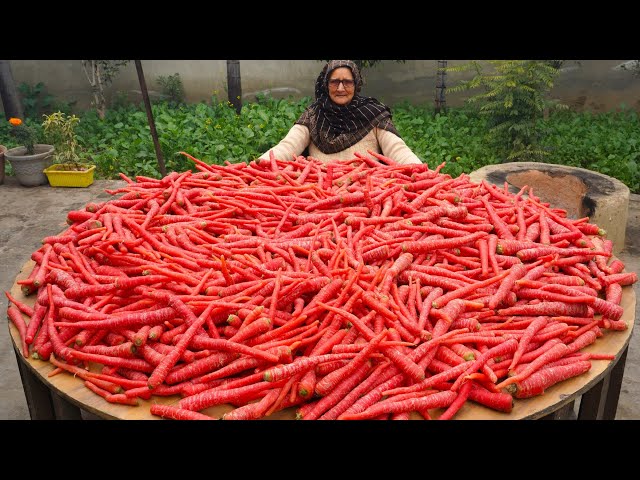 100kg Gajar Ka Halwa | गाजर का हलवा | Indian Dessert | Street Food Recipe | Easy Gajar Ka Halwa