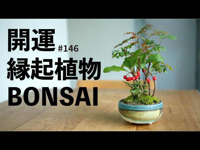 Bonsai planted with auspicious plants