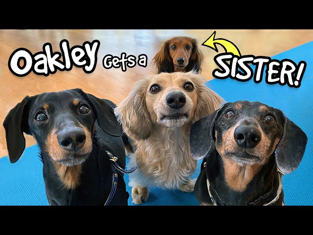 Oakley Gets a SISTER! - Say hi to "Delilah" the Puppy Dachshund!