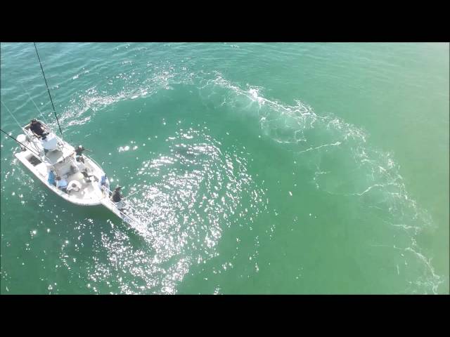 Aerial View of Atlantic White Shark Research