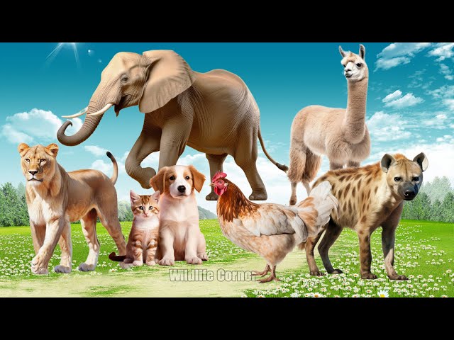 Funny Sounds, Animal Moments Around Us: Lioness, Hen, Alpaca, Hyena, Elephant | Cute Little Animals