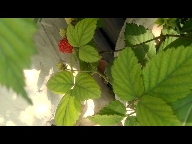 Blackberry fruit in terrace garden #shorts #video #viral #black berry