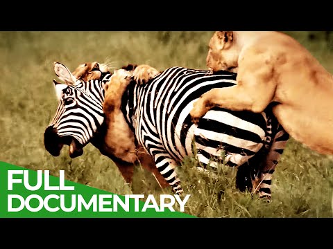 Wild Ones | All Episodes | Free Documentary Nature