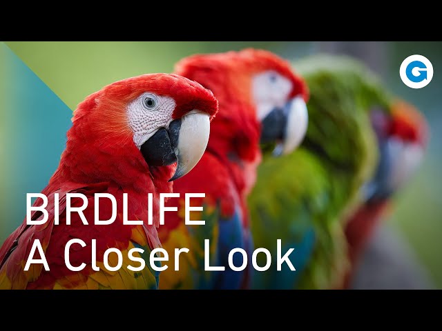 Birds: Melodies, Feathers, and Flight | Full Wildlife Documentary
