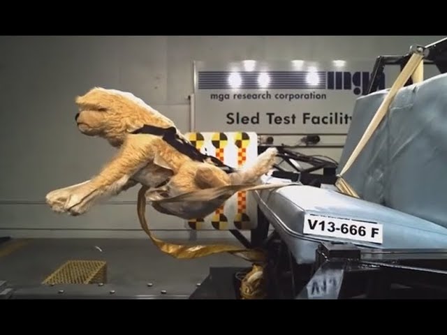 Crash Test For Dogs