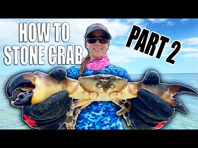 HOW TO HARVEST STONE CRAB CLAWS | First Stone Crab Pull of the Season!