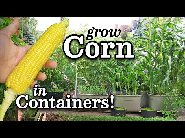 How to Grow Corn (NON-GMO) in SIP Self-Watering Containers (wicking totes) -Urban Garden Style!